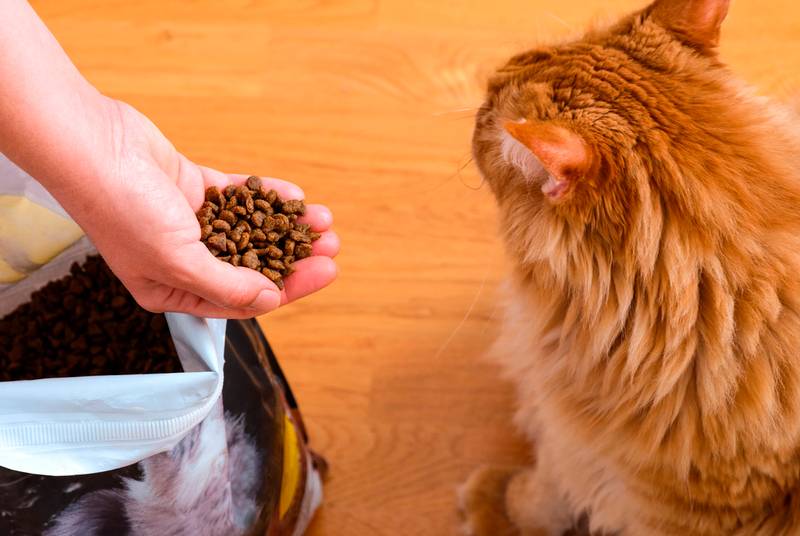 Чем кормить мейн-кунов: котенка и взрослого, сколько и что едят, питание в  домашних условиях