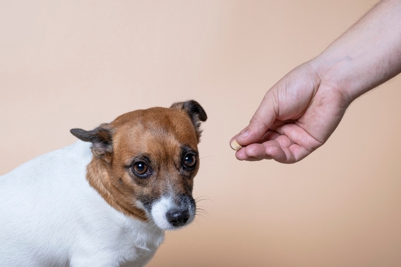 Собаке, болеющей пироплазмозом, назначают лечение