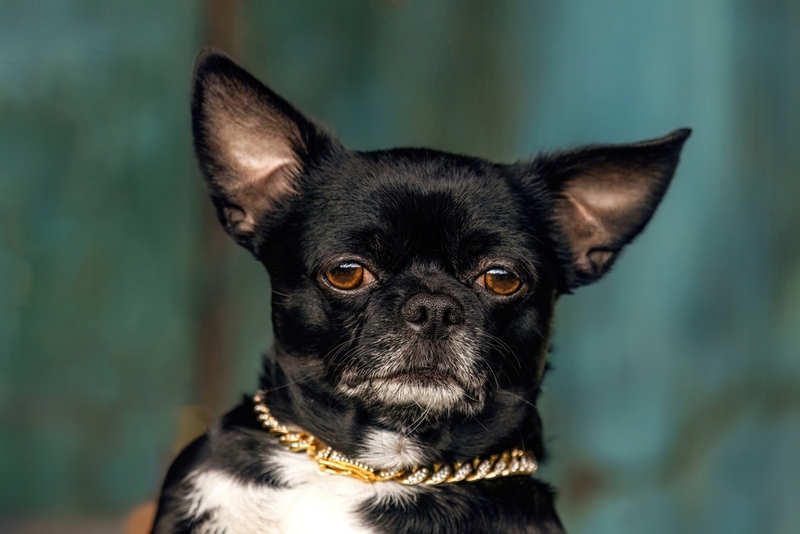 Черный окрас у чихуахуа обусловлен генами