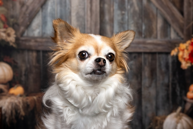Течка у чихуахуа может не наступить во время по некоторым причинам