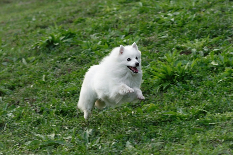 Средняя продолжительность жизни японского шпица около 16 лет