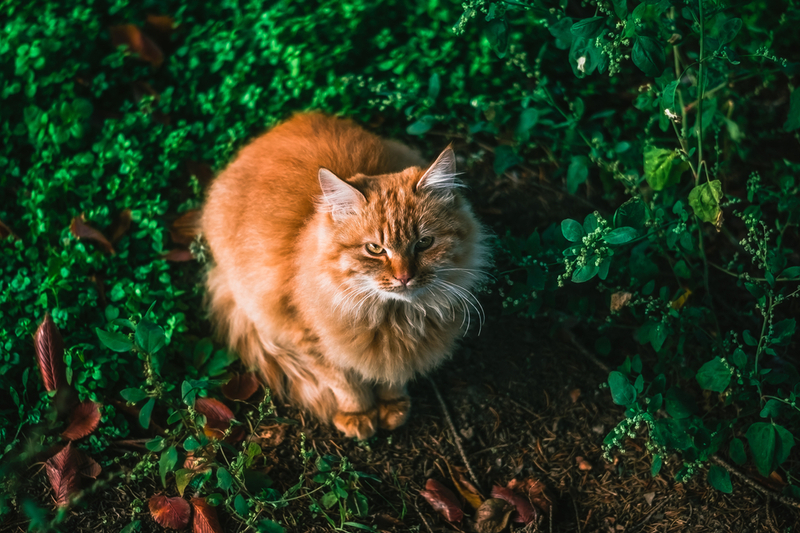 Сколько лет кошке, узнают по ее телосложению
