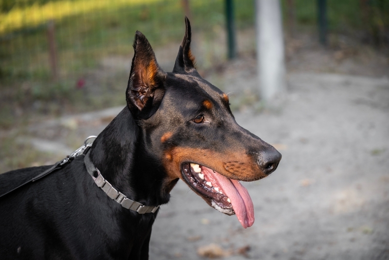 Доберманы считаются дешевыми собаками