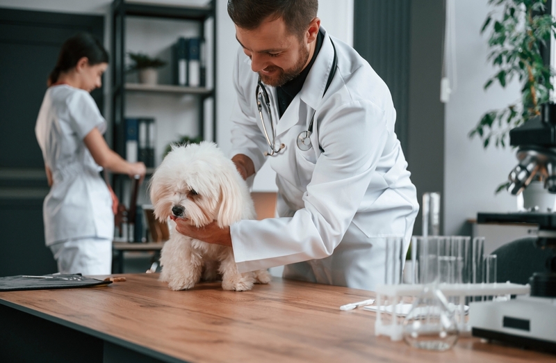 Врач даст совет, как избавиться от запаха у собаки