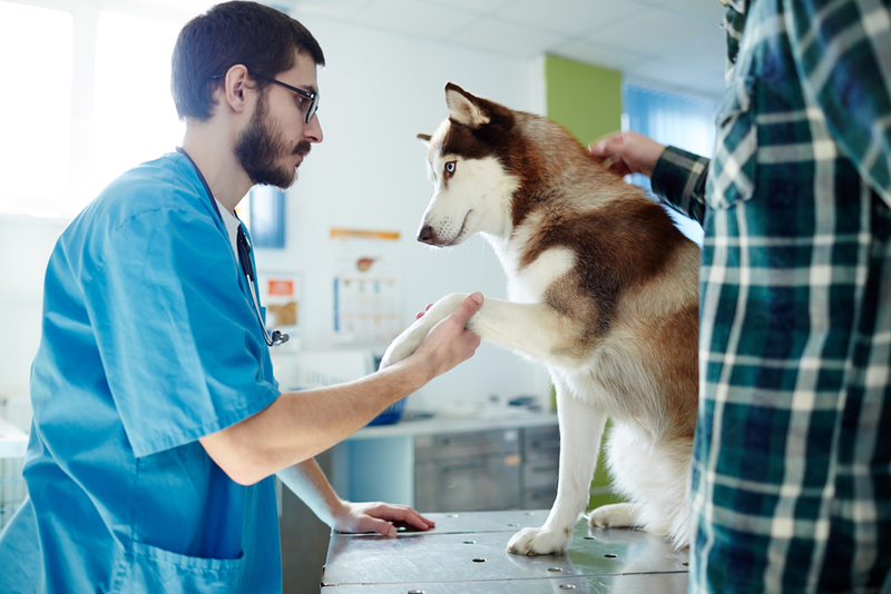 Для лечения дипилидиоза у собак требуются препараты