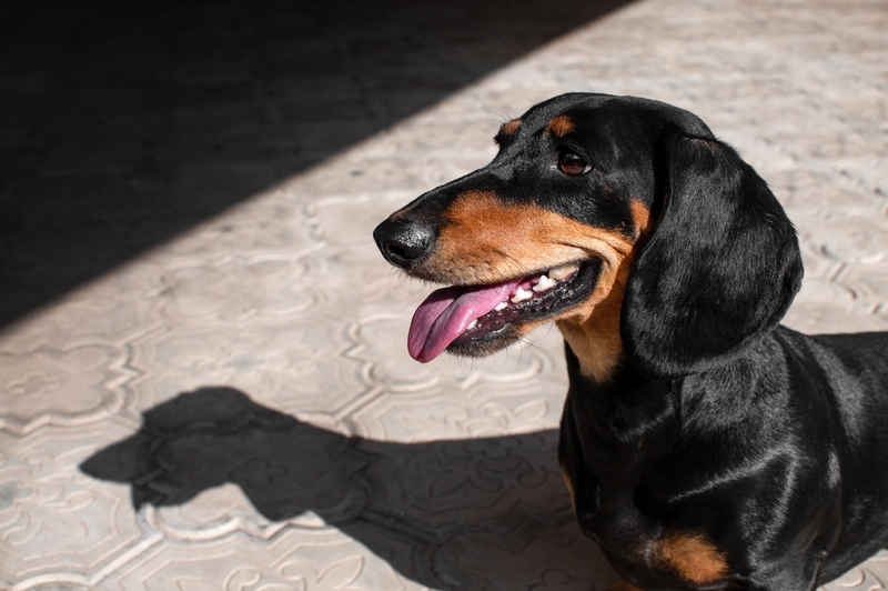 Что делать владельцу, если такса стала злой и агрессивной?