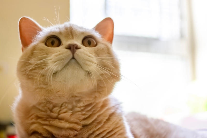 Вес британской кошки перестанет увеличиваться в определенном возрасте