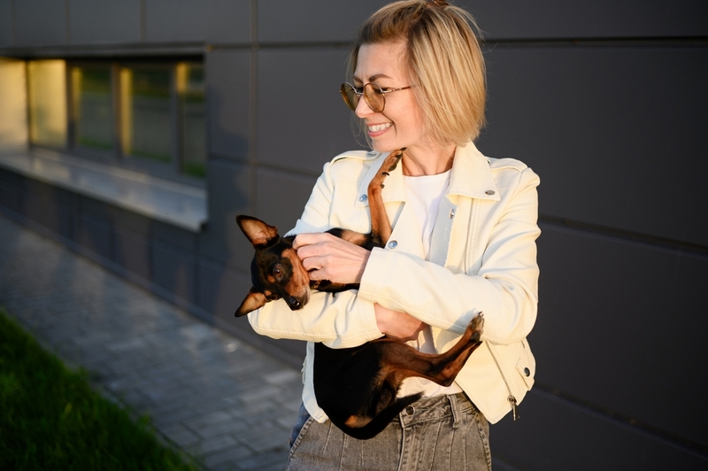 Первая течка у той-терьера свидетельствует о половом созревании собаки