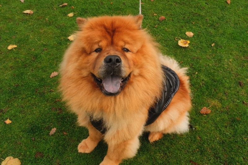 Вес чау-чау меняется по месяцам по мере роста щенка