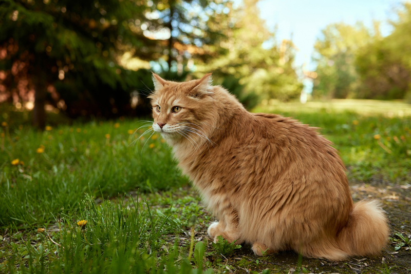 То, сколько прожил курильский бобтейл, можно сопоставить с возрастом человека