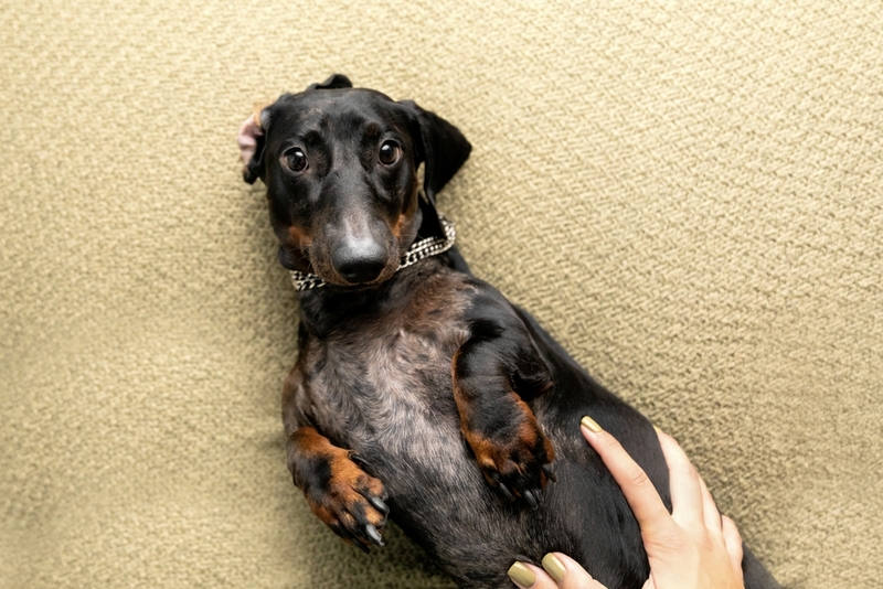 Разве такса может быть злой?