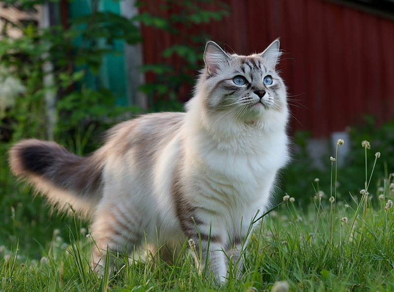 Важно знать, сколько живут невские маскарадные кошки в норме