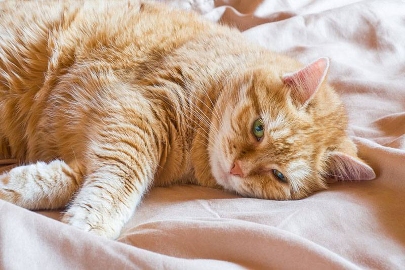 Инсульт у кошек: симптомы и лечение, первые признаки