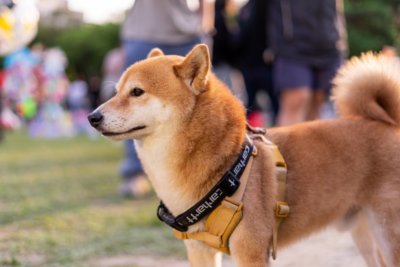 Сиба-ину с течкой нуждается в особом уходе