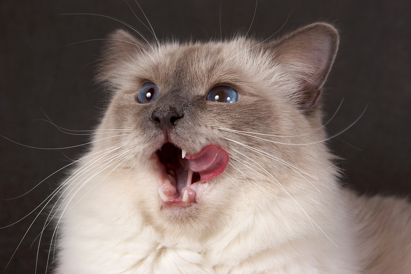 Питание влияет на то, сколько живет сибирская кошка