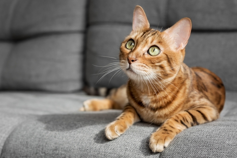 Болезнь почек у кошки провоцирует нефункциональность органа