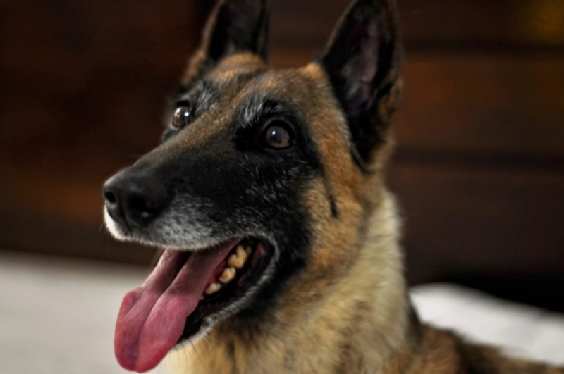 У собаки, которая заболела, может появляться запах из пасти