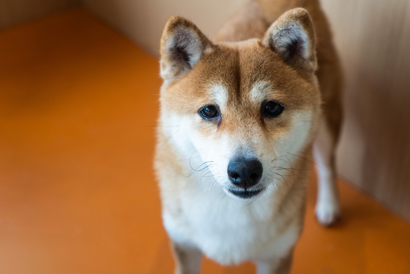 Во время течки выделения у сиба-ину считаются нормой