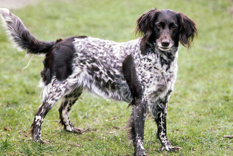 Малый мюнстерлендер является породой, относящимся к спаниелям