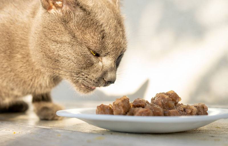 Кошка рыгает еду. Кот сблевал коричневый. Кот рыгает. Кот сблевал темно - коричневый.