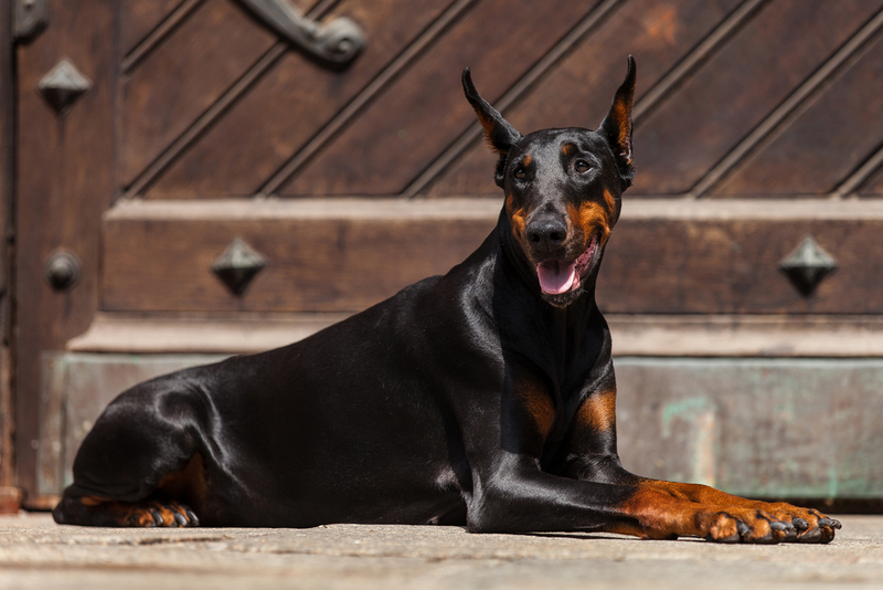 Течка у добермана проходит циклично
