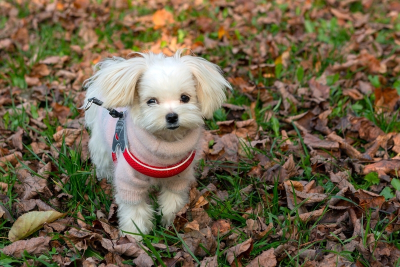 Собака заражается пироплазмозом от клеща весной и осенью