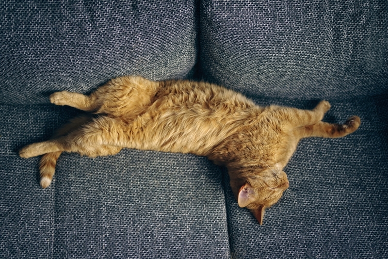 Каковы осложнения, если кошка не похудеет?