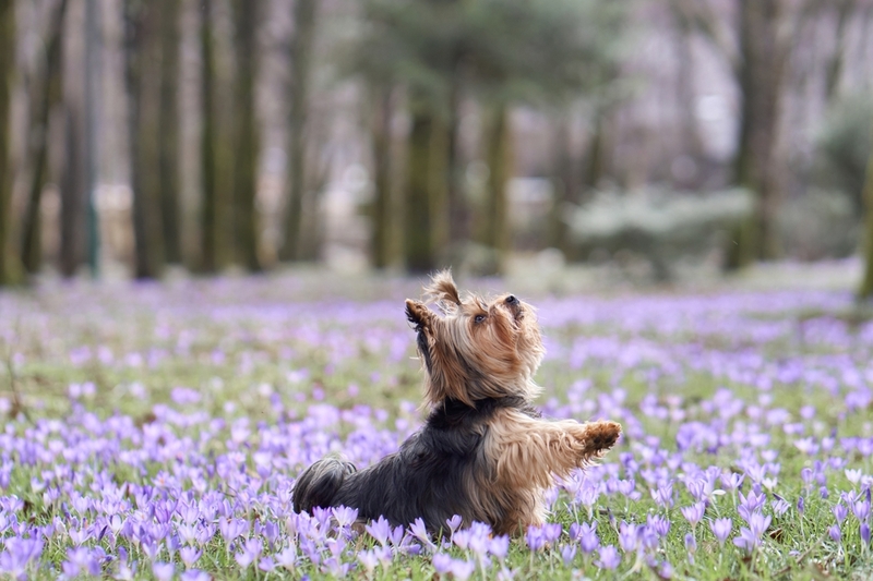 Кличку для мальчика йорка нужно выбирать с учетом характера