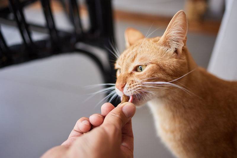 Можно ли кошкам сладкое, сахар, конфеты, и если нельзя давать, то почему?
