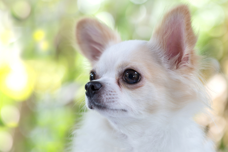 У чихуахуа диагностируют болезни, связанные с травмами