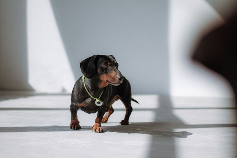 Факторов, влияющих на то, сколько весит такса, немало