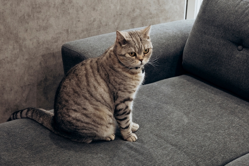 Течка у шотландской кошки сопровождается нехарактерным поведением любимицы