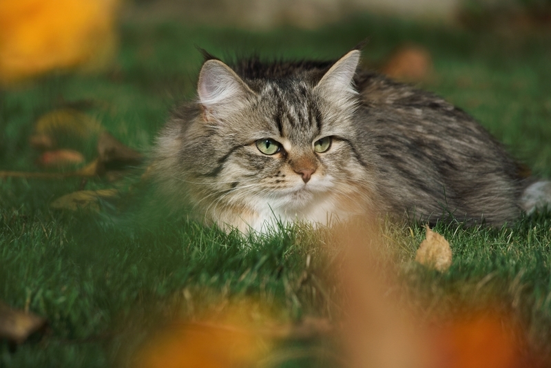 Гипоаллергенная ли сибирская кошка?