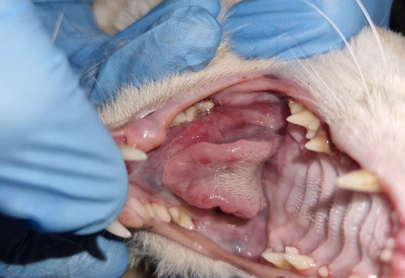 При кошачьем СПИДе могут появляться проблемы с полостью рта