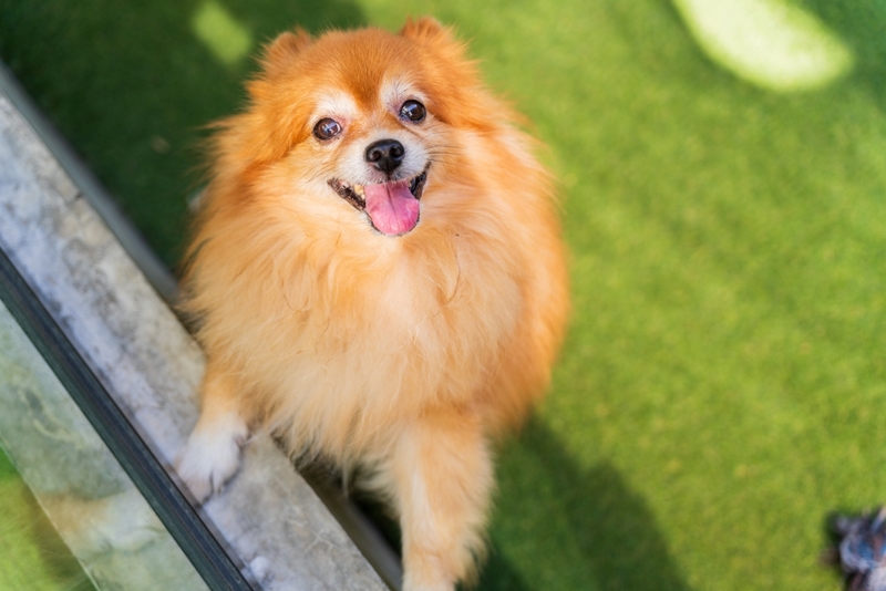Поздний срок беременности у шпица сопровождается потерей аппетита