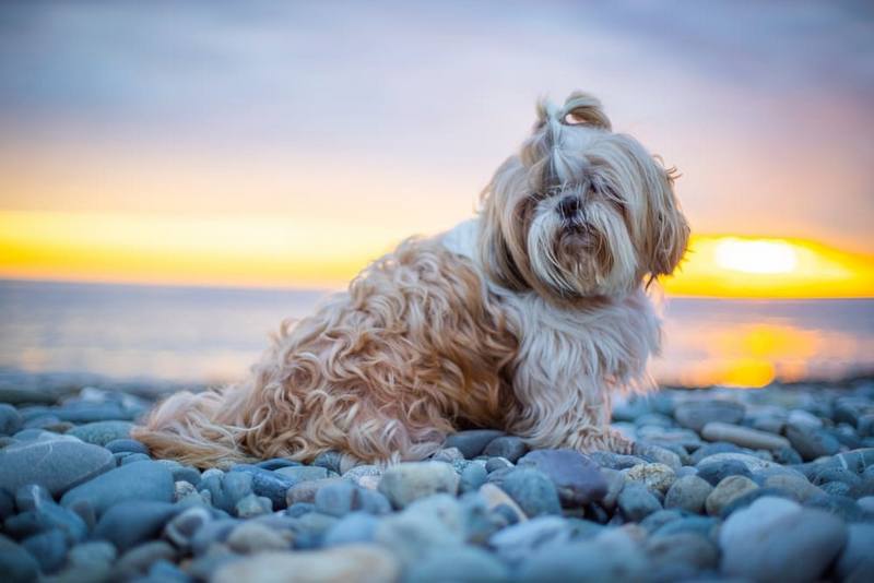 Активность влияет на то, сколько весит ши-тцу