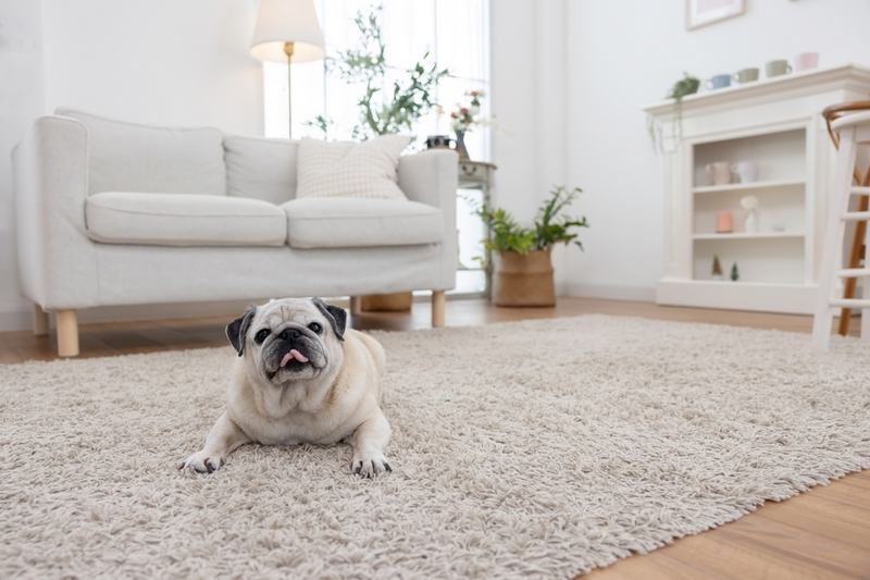 У мопсов есть характерные болезни