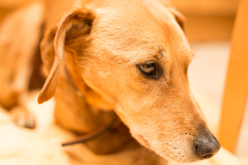 Гиперпаратиреоз приводит к хрупкости костей у щенков и взрослых псов