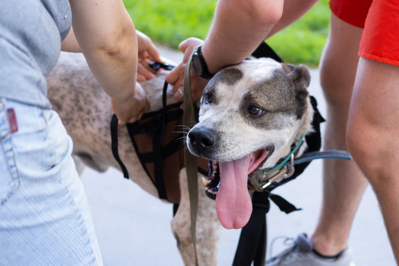 Стёпа примеряет свою новую шлейку