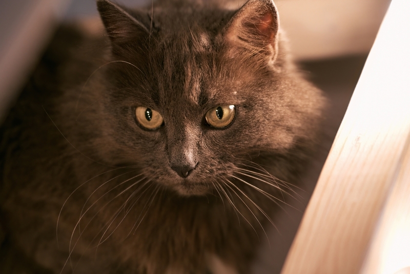 Сальмонеллы в организме кошек быстро адаптируются