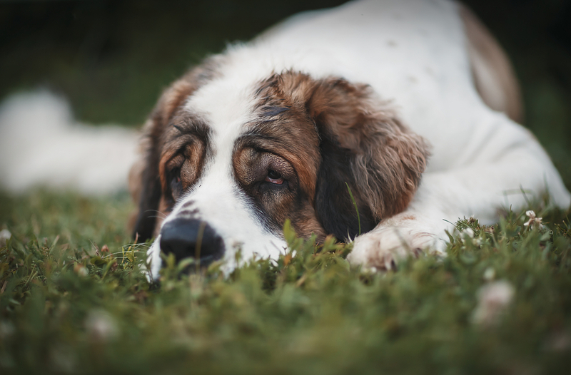 То, сколько прожила московская сторожевая, можно сравнить с человеческим возрастом