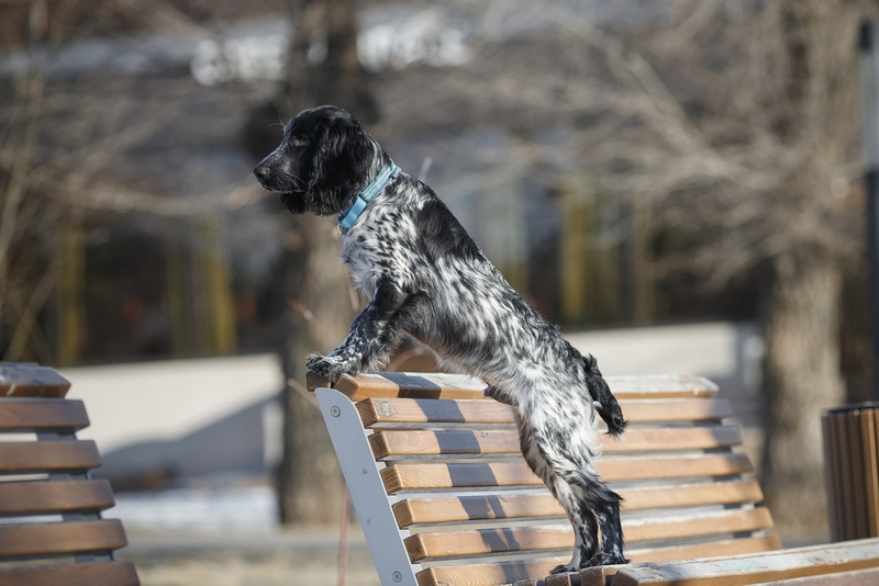 Сколько живут собаки породы русский спаниель?