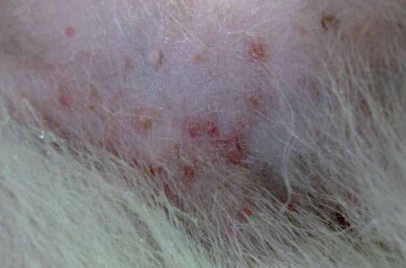 Если собака болеет дерматитом, ее кожа чешется