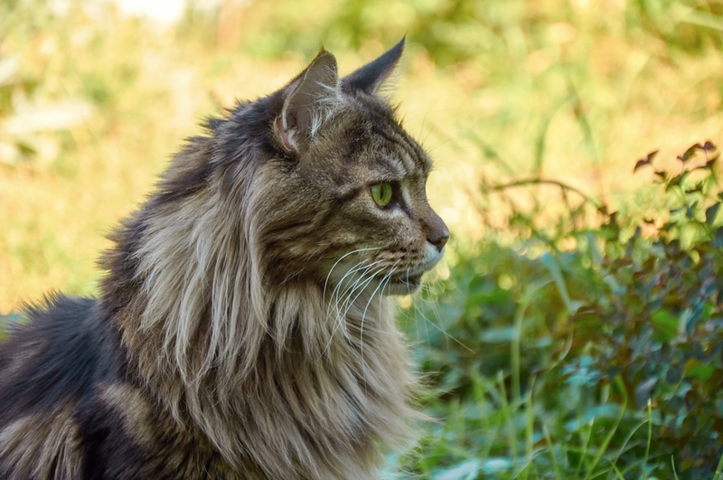 Важно следить, сколько дней длится беременность у мейн-куна