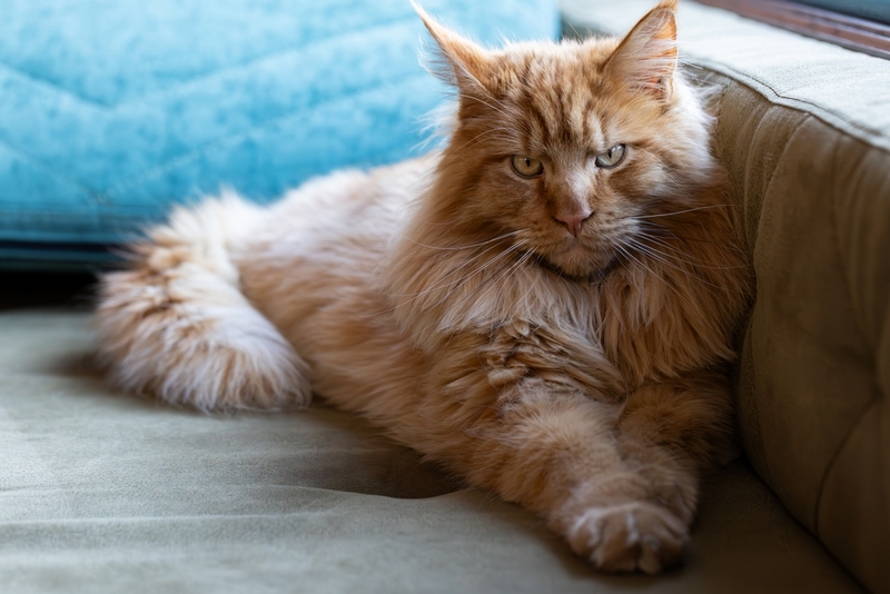 Начавшаяся течка у мейн-куна свидетельствует о половом созревании питомца