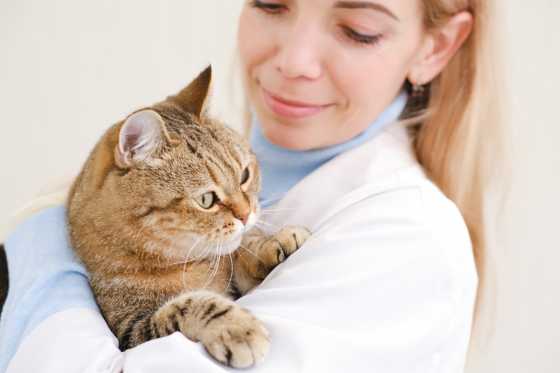 Пиометра у кошки требует обращения к врачу