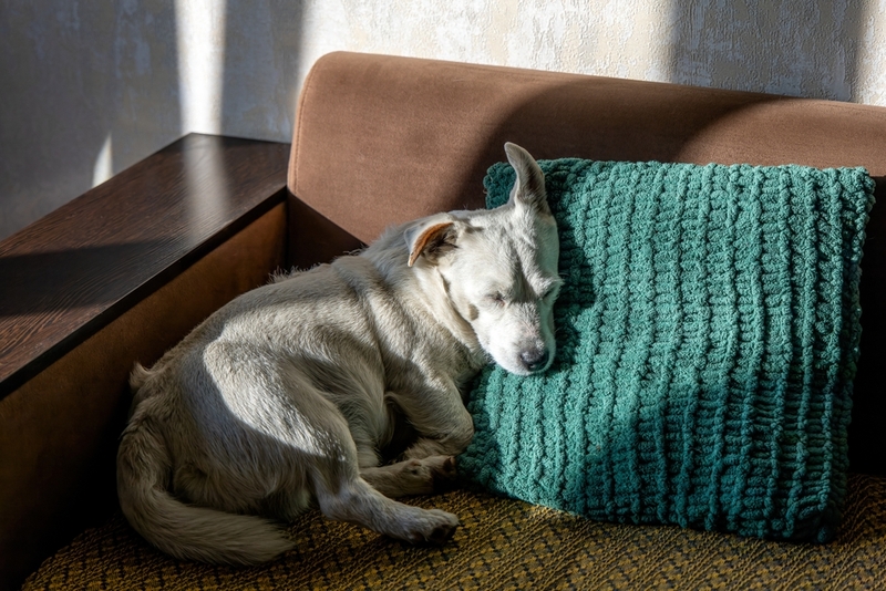 Болезнь Лайма у собак опасна осложнениями