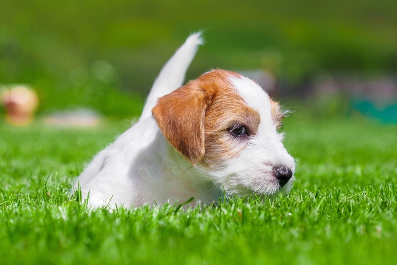 У молодых собак до полугода болезнь Аддисона диагностируется нечасто