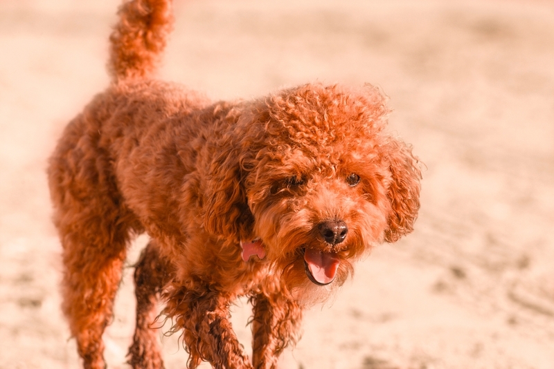 Пудель – кудрявая собака без подшерстка