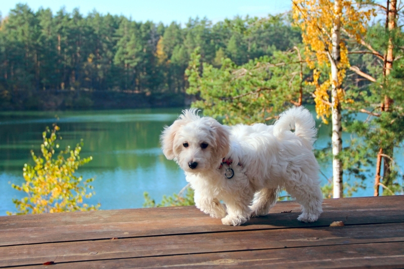 Почему возникает аллергия на мальтипу?